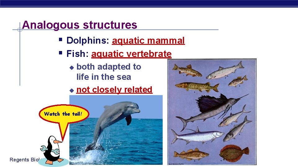 Analogous structures § Dolphins: aquatic mammal § Fish: aquatic vertebrate both adapted to life