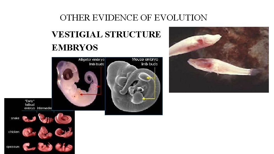 OTHER EVIDENCE OF EVOLUTION VESTIGIAL STRUCTURE EMBRYOS 