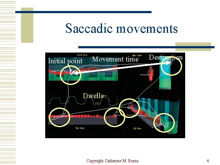 Saccadic movements Initial point Movement time Destination Dwells Copyright Catherine M. Burns 4 