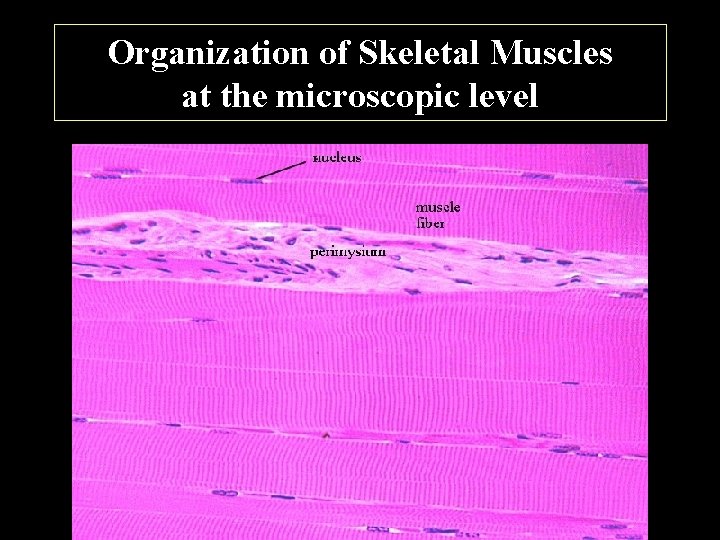 Organization of Skeletal Muscles at the microscopic level 