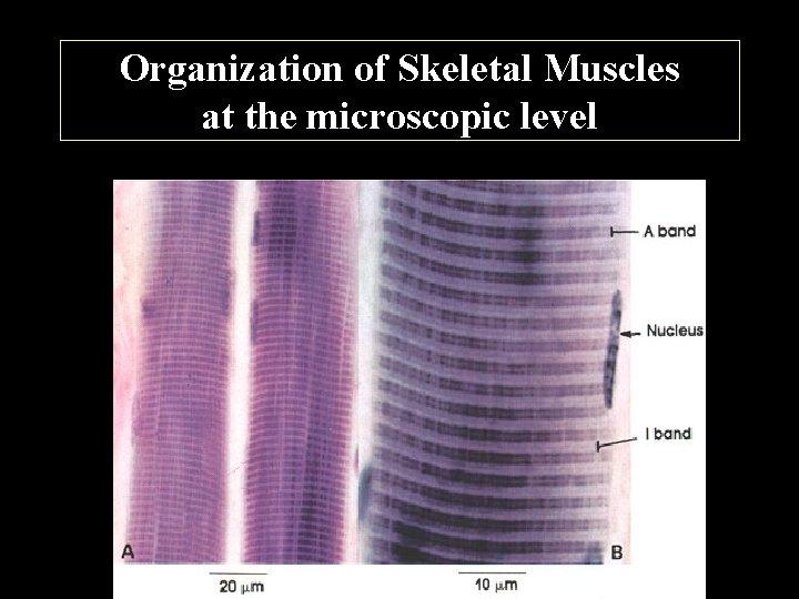 Organization of Skeletal Muscles at the microscopic level 