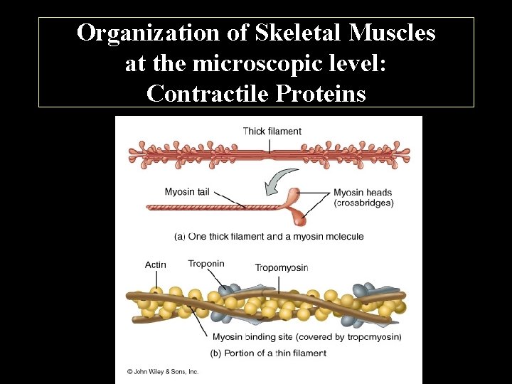 Organization of Skeletal Muscles at the microscopic level: Contractile Proteins 