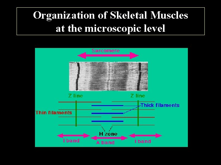 Organization of Skeletal Muscles at the microscopic level 