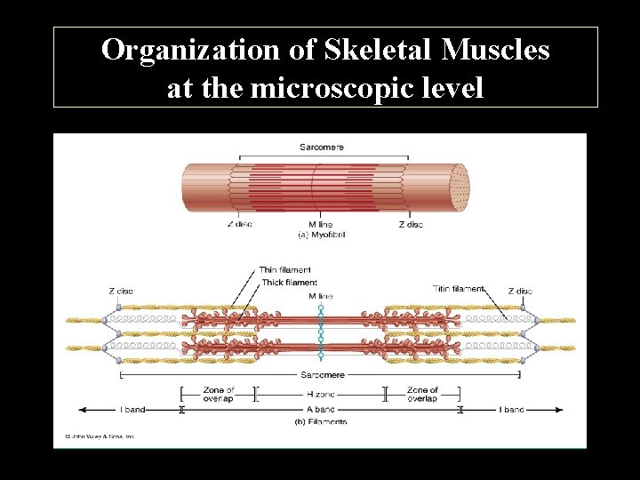 Organization of Skeletal Muscles at the microscopic level 