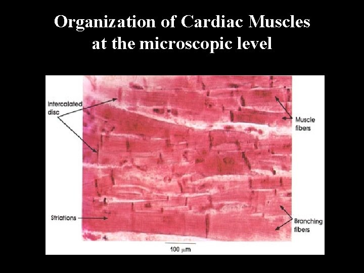 Organization of Cardiac Muscles at the microscopic level 