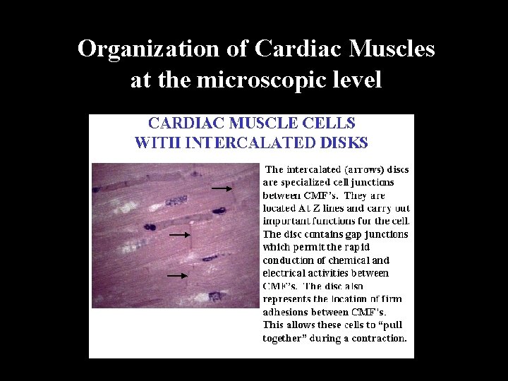 Organization of Cardiac Muscles at the microscopic level 