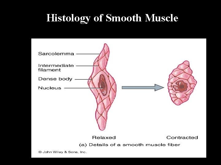 Histology of Smooth Muscle 