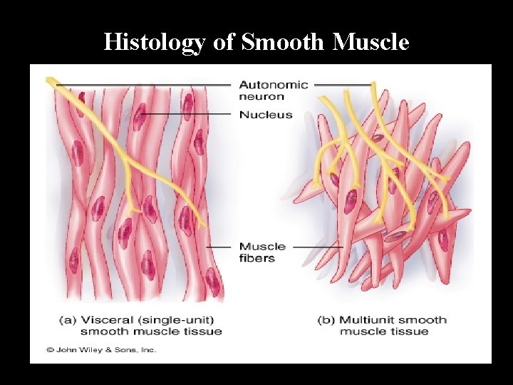 Histology of Smooth Muscle 