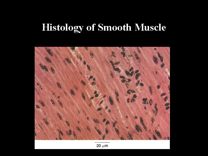 Histology of Smooth Muscle 