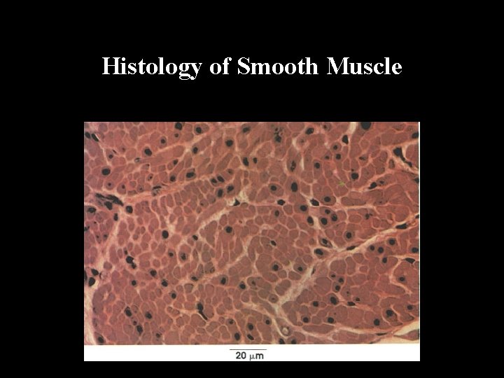 Histology of Smooth Muscle 
