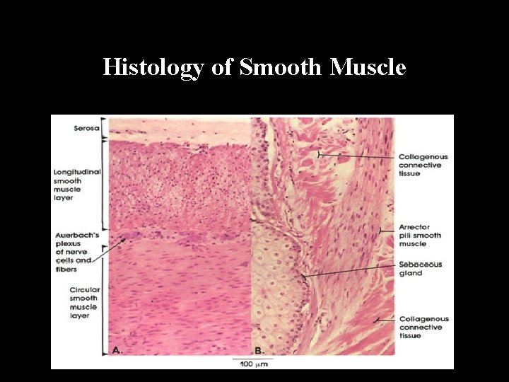 Histology of Smooth Muscle 