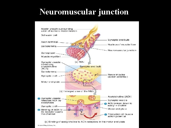 Neuromuscular junction 