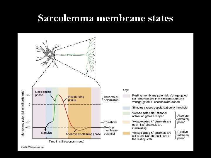 Sarcolemma membrane states 