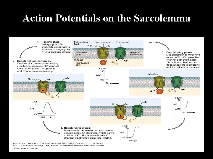 Action Potentials on the Sarcolemma 