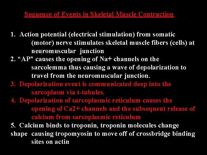 Sequence of Events in Skeletal Muscle Contraction 1. Action potential (electrical stimulation) from somatic