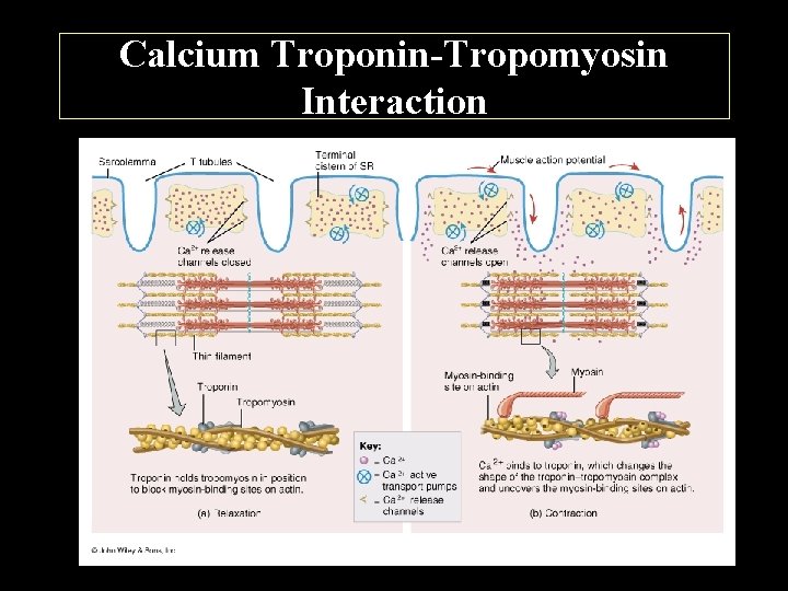 Calcium Troponin-Tropomyosin Interaction 