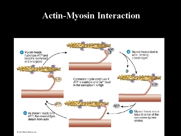 Actin-Myosin Interaction 