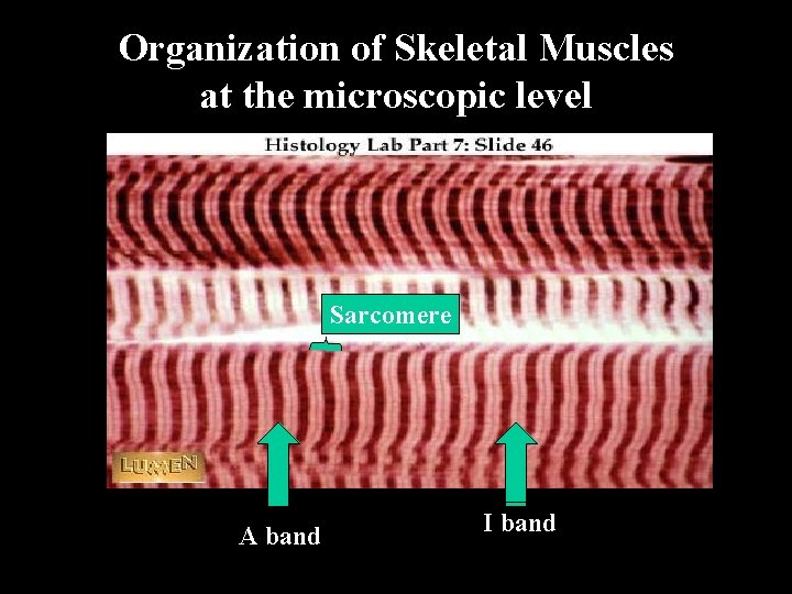 Organization of Skeletal Muscles at the microscopic level Sarcomere A band I band 