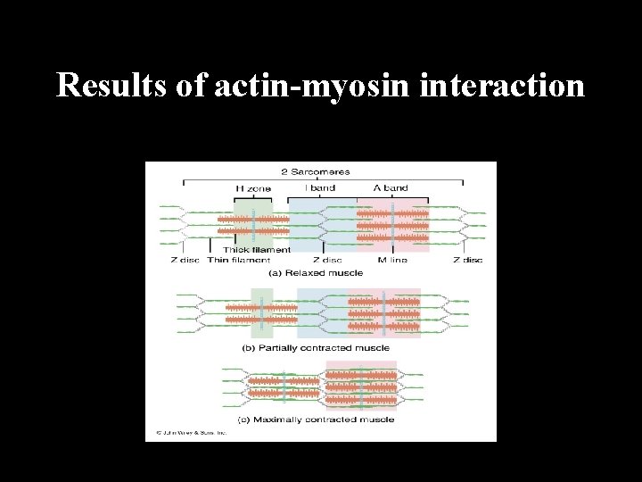 Results of actin-myosin interaction 