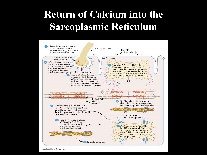 Return of Calcium into the Sarcoplasmic Reticulum 