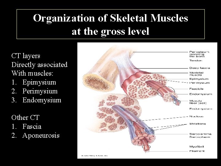 Organization of Skeletal Muscles at the gross level CT layers Directly associated With muscles: