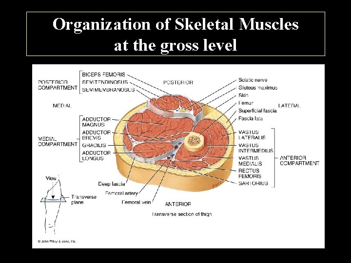 Organization of Skeletal Muscles at the gross level 