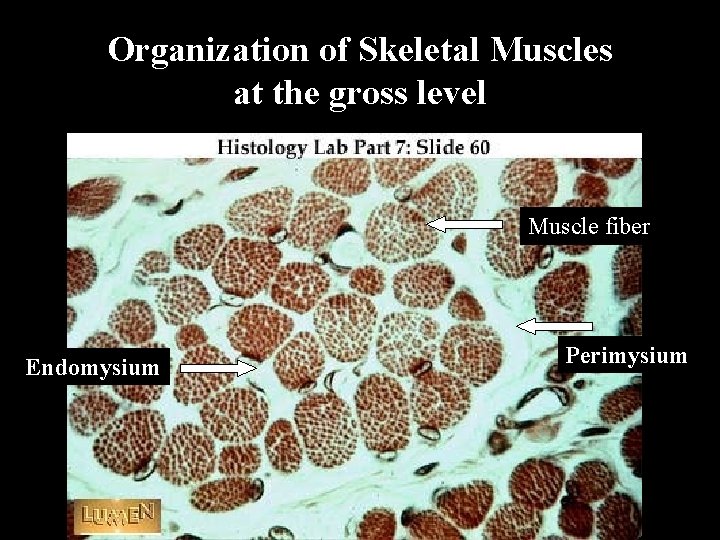 Organization of Skeletal Muscles at the gross level Muscle fiber Endomysium Perimysium 