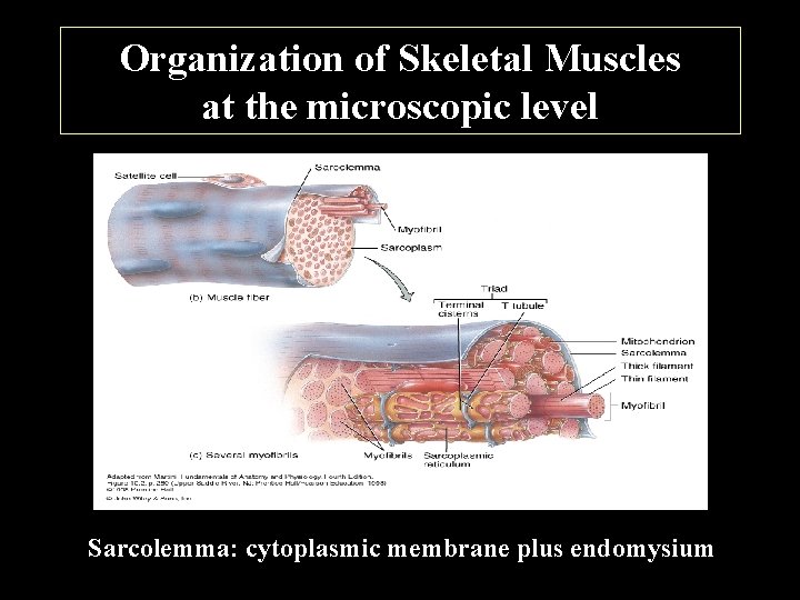 Organization of Skeletal Muscles at the microscopic level Sarcolemma: cytoplasmic membrane plus endomysium 