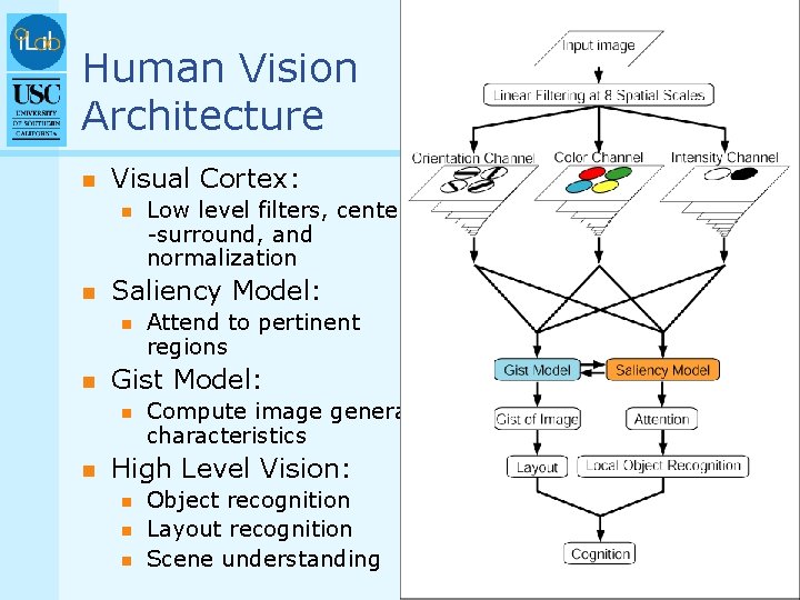Human Vision Architecture n Visual Cortex: n n Saliency Model: n n Attend to