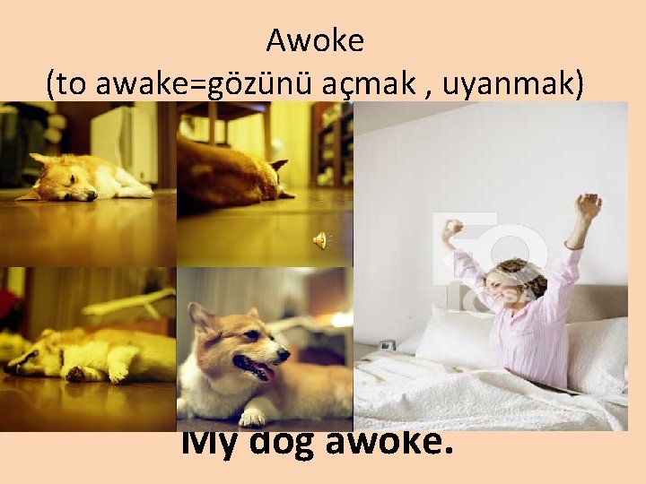 Awoke (to awake=gözünü açmak , uyanmak) My dog awoke. 