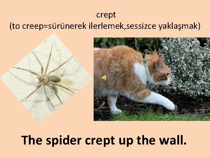 crept (to creep=sürünerek ilerlemek, sessizce yaklaşmak) The spider crept up the wall. 