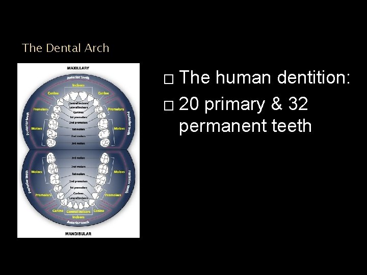 The Dental Arch The human dentition: � 20 primary & 32 permanent teeth �