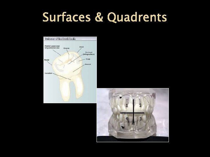 Surfaces & Quadrents 