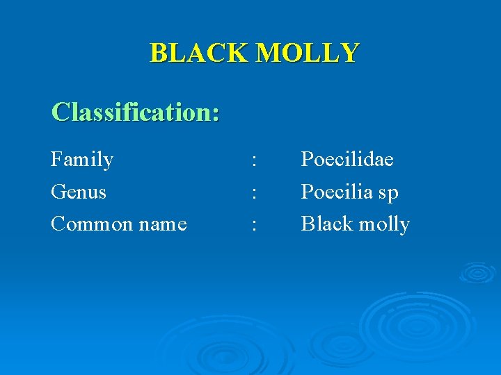 BLACK MOLLY Classification: Family Genus Common name : : : Poecilidae Poecilia sp Black