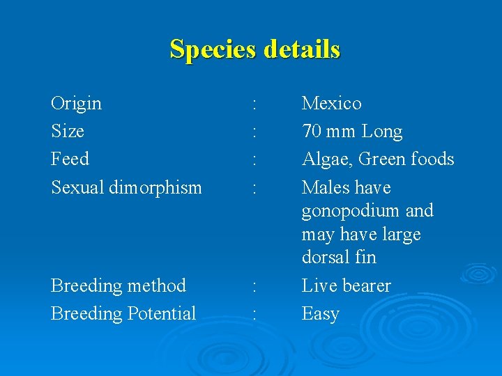 Species details Origin Size Feed Sexual dimorphism : : Breeding method Breeding Potential :