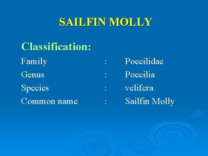 SAILFIN MOLLY Classification: Family Genus Species Common name : : Poecilidae Poecilia velifera Sailfin