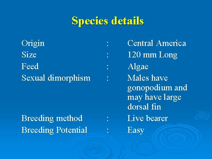 Species details Origin Size Feed Sexual dimorphism : : Breeding method Breeding Potential :