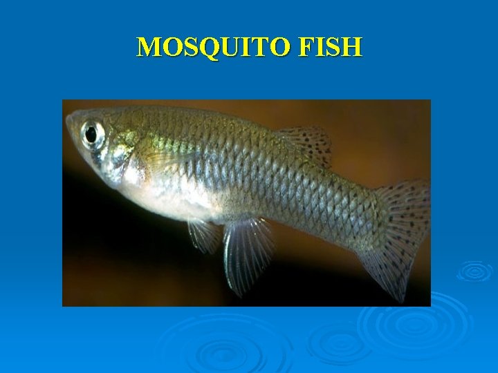 MOSQUITO FISH 