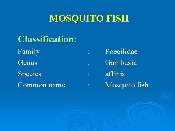 MOSQUITO FISH Classification: Family Genus Species Common name : : Poecilidae Gambusia affinis Mosquito