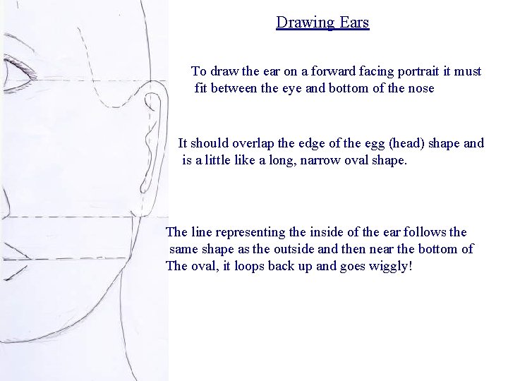 Drawing Ears To draw the ear on a forward facing portrait it must fit Drawing Ears To draw the ear on a forward facing portrait it must fit