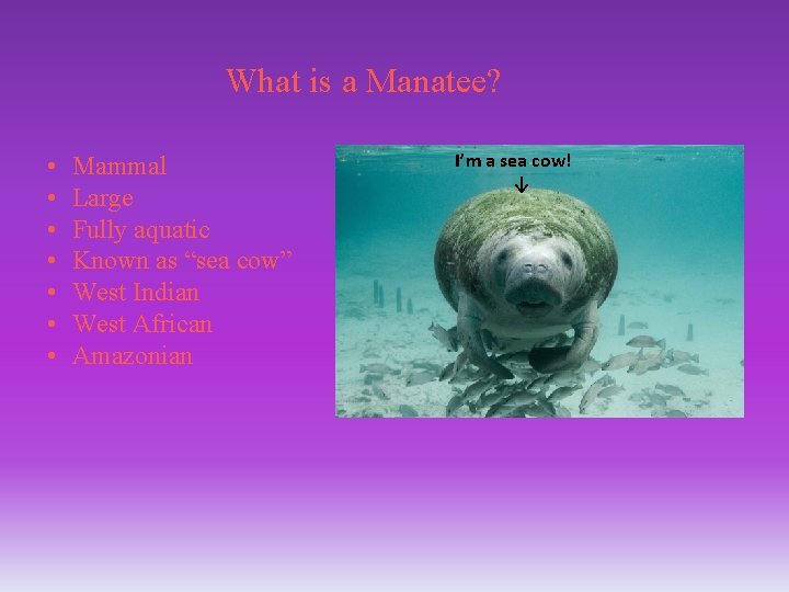 What is a Manatee? • • Mammal Large Fully aquatic Known as “sea cow”