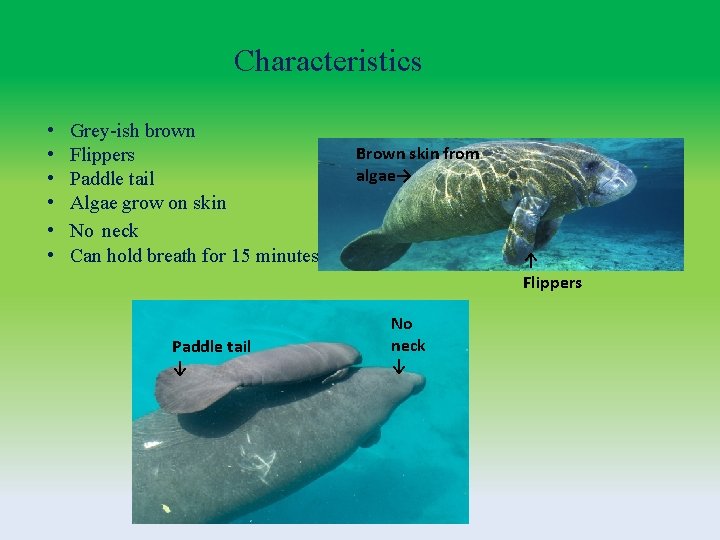 Characteristics • • • Grey-ish brown Flippers Paddle tail Algae grow on skin No