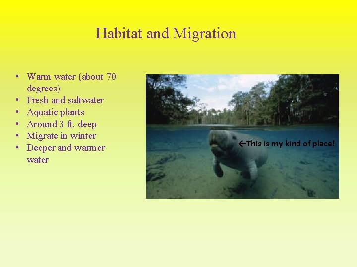 Habitat and Migration • Warm water (about 70 degrees) • Fresh and saltwater •