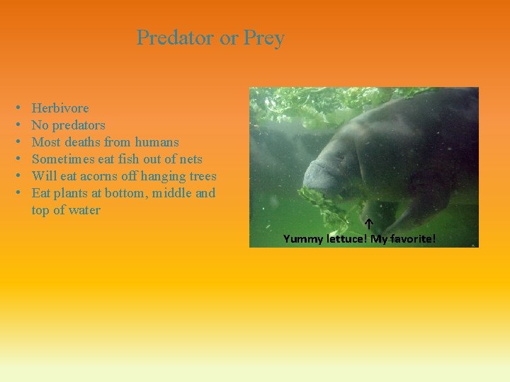 Predator or Prey • • • Herbivore No predators Most deaths from humans Sometimes