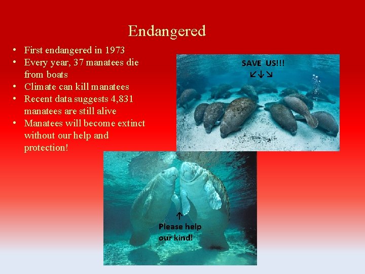 Endangered • First endangered in 1973 • Every year, 37 manatees die from boats
