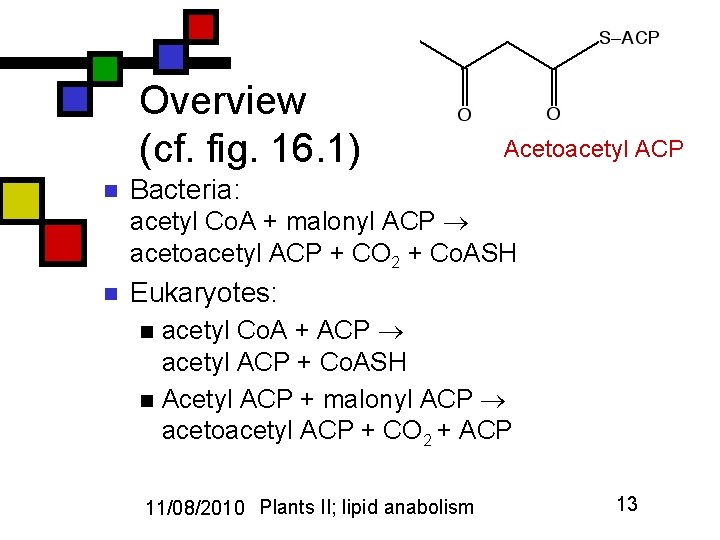 Overview (cf. fig. 16. 1) n Acetoacetyl ACP Bacteria: acetyl Co. A + malonyl