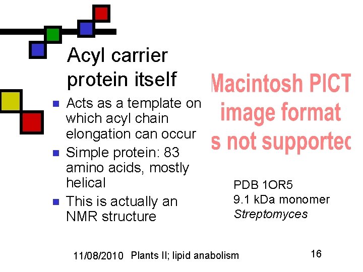 Acyl carrier protein itself n n n Acts as a template on which acyl