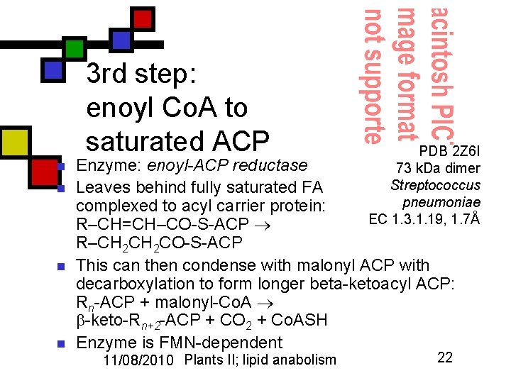 3 rd step: enoyl Co. A to saturated ACP n n PDB 2 Z