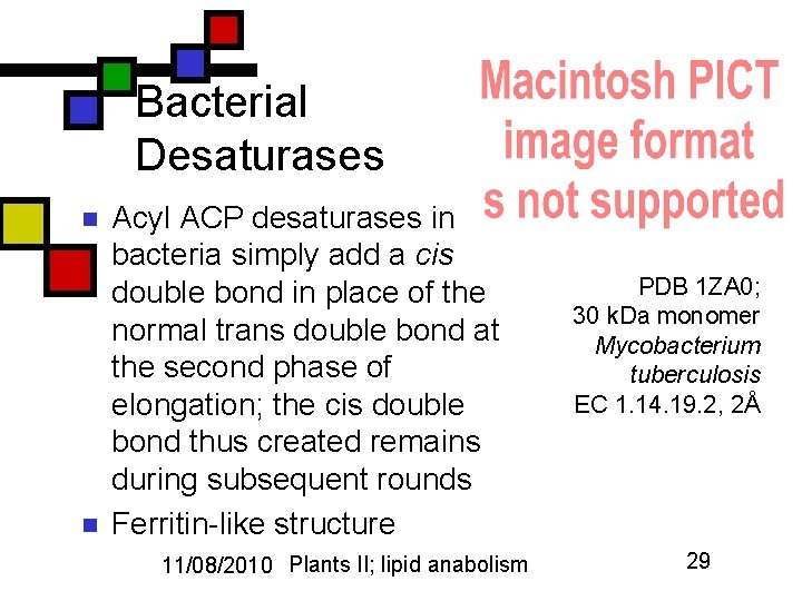 Bacterial Desaturases n n Acyl ACP desaturases in bacteria simply add a cis double