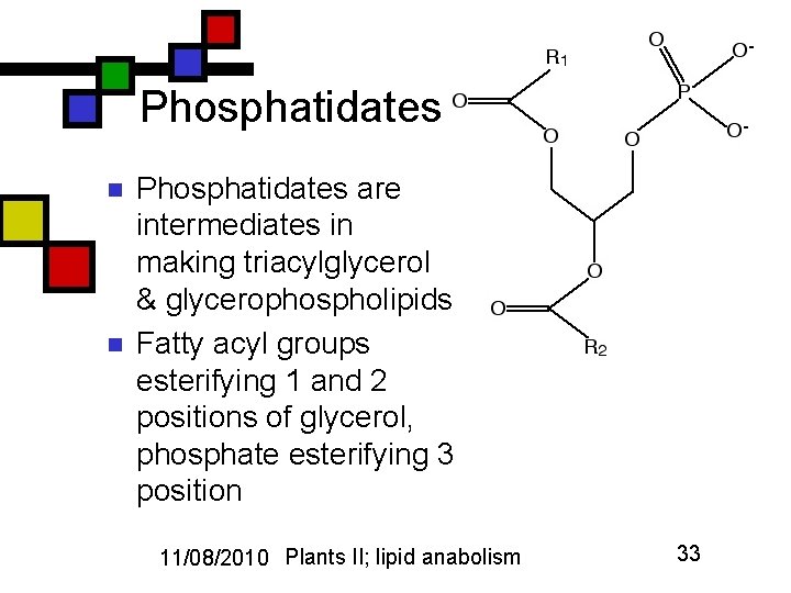 Phosphatidates n n Phosphatidates are intermediates in making triacylglycerol & glycerophospholipids Fatty acyl groups